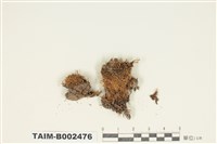 藏品(曲柄苔屬)的圖片